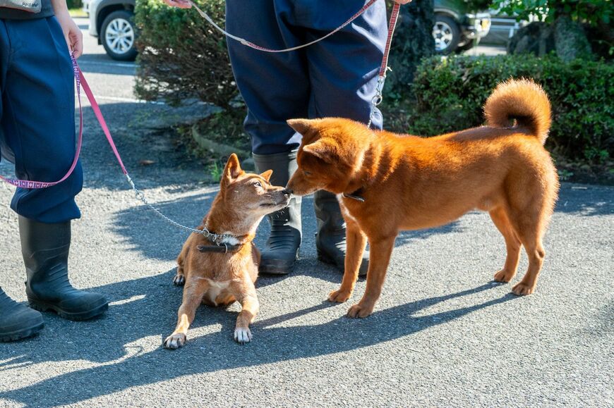 美濃柴犬
