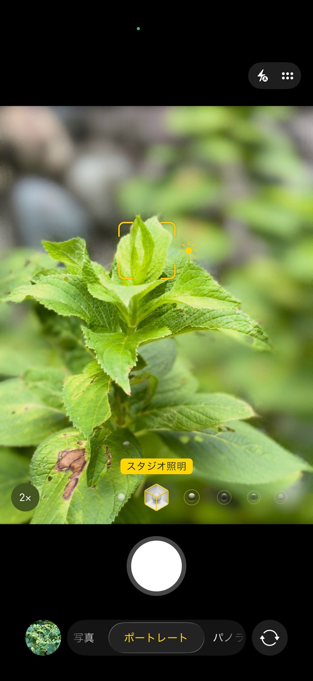 あじさいの芽