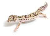 ヒョウモントカゲモドキ（アフガンF3）②（撮影：尾形文繁／撮影協力：LUCK UP Reptiles）