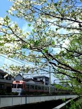 コブシの花が咲く三鷹台駅付近（撮影：南正時）