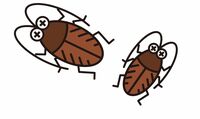 なぜゴキブリだけが､こんなに嫌われるのか