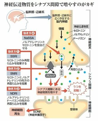 クスリの大図鑑  欧米に１０年遅れのＳＳＲＩやＳＮＲＩ　躁うつ病に効くのは？