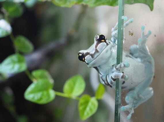 ジュウジメドクアマガエル