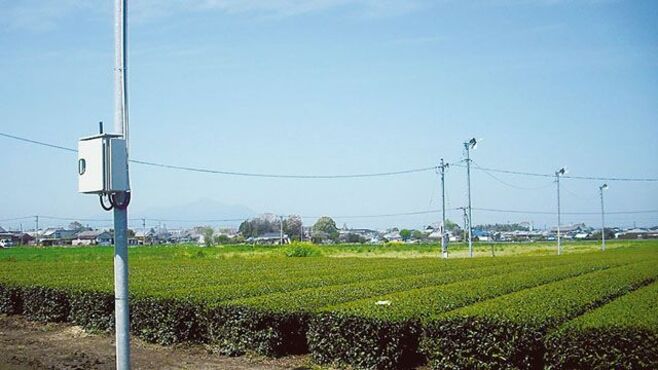 農業｜日本茶が飲めなくなる