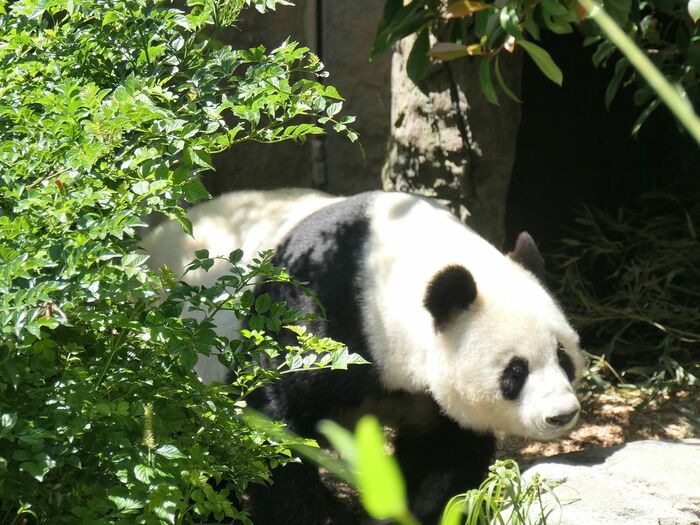 タンタンの姉・バイユン サンディエゴ動物園にて