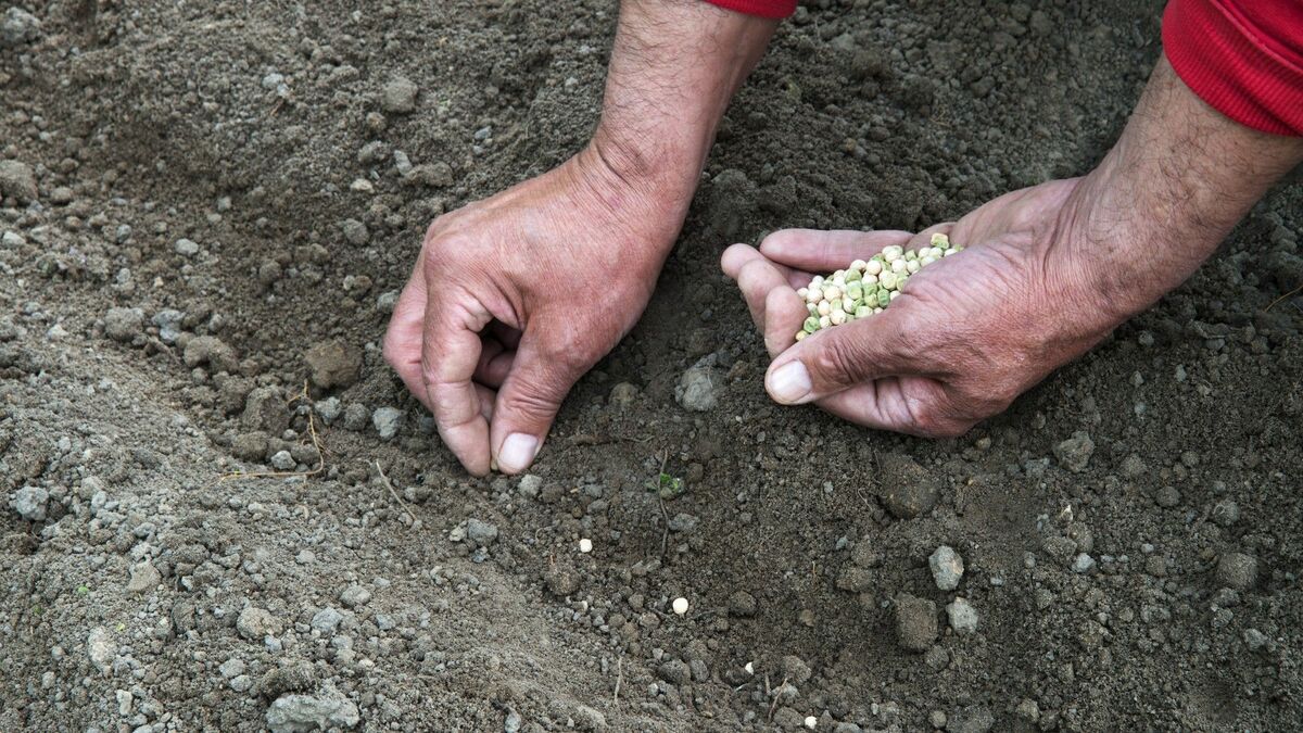 宇宙で最も高いものは？｢種｣が資産になる日 | 企業経営･会計･制度 | 東洋経済オンライン