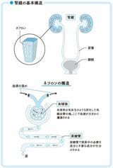 腎臓の基本構造