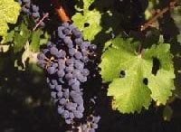 時代を超える普遍性に思いを馳せる　《ワイン片手に経営論》第1回