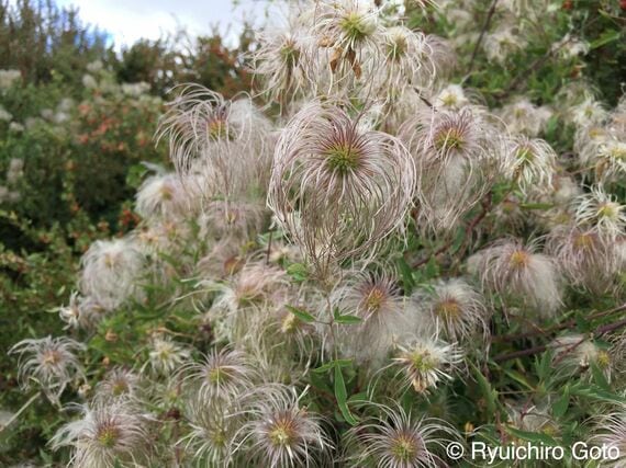 「たんぽぽ」に似た植物