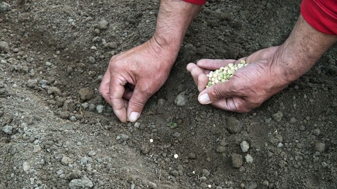 宇宙で最も高いものは？｢種｣が資産になる日