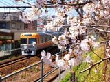 駒場東大前駅付近の桜と井の頭線（撮影：南正時）