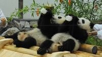 ｢万が一があったら…｣パンダ用人工ミルク開発を決めた日本企業の舞台裏  ｢クマ､ゾウ､アザラシ…｣"ニッチなミルク"を作る理由