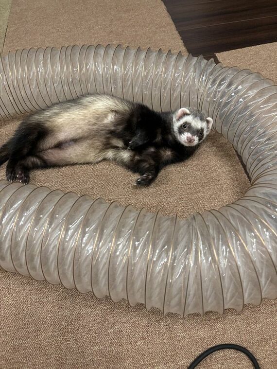 長いトンネルの遊具とマロンくん