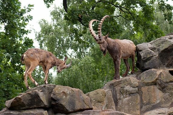 シベリアアイベックス 絶滅危惧種