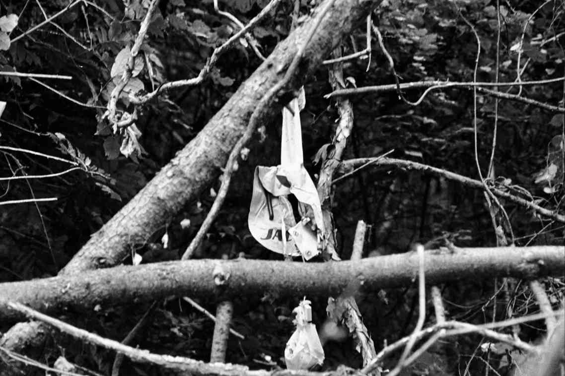 枝に引っかかったJALの救命胴衣