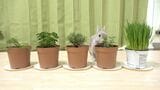 ぽぽちゃんのためにプランター栽培している植物。ぽぽちゃんの好物はクローバー（写真提供：やすさん）