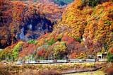 新塗装は紅葉の風景に映えた。秋の上越線を走る特急「水上」（撮影：南正時）