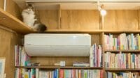 "猫店員"が迎える｢猫本専門｣書店に人が集まる訳