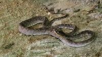 コブラより俊敏？｢沖縄の"毒ヘビ"｣の実態