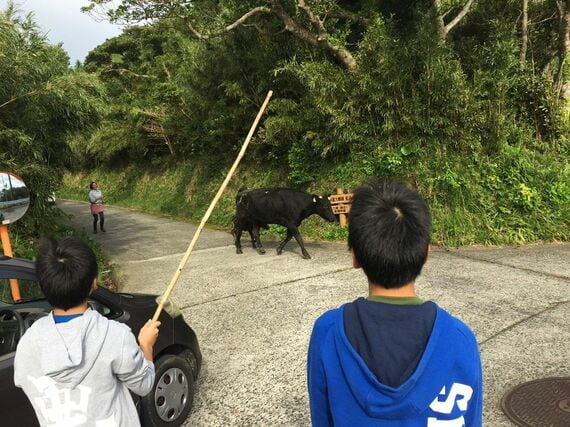 放牧地に牛を誘導する様子