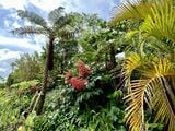 シダ植物が恐竜のいるジャングルを演出する（画像：花城綾子）