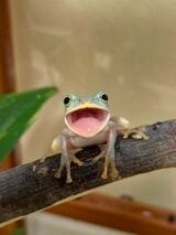 口を開けている写真が多いのは、食事の時間に撮影しているから（写真提供：ぴよさん）