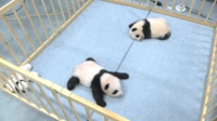 パンダは暑がり｢産室22度｣で過ごす双子の成長記