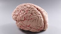 脳のシワが多い人ほど｢頭が良い｣が誤解のワケ