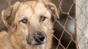 飼い犬を連続殺害し｢うわぁ､やってもうた｣…今も"複数ペットを飼育する"40代被告の妻が証言した｢信じられない一言｣