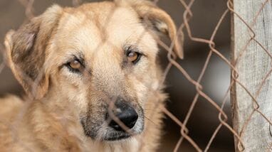 飼い犬を連続殺害し｢うわぁ､やってもうた｣…今も"複数ペットを飼育する"40代被告の妻が証言した｢信じられない一言｣