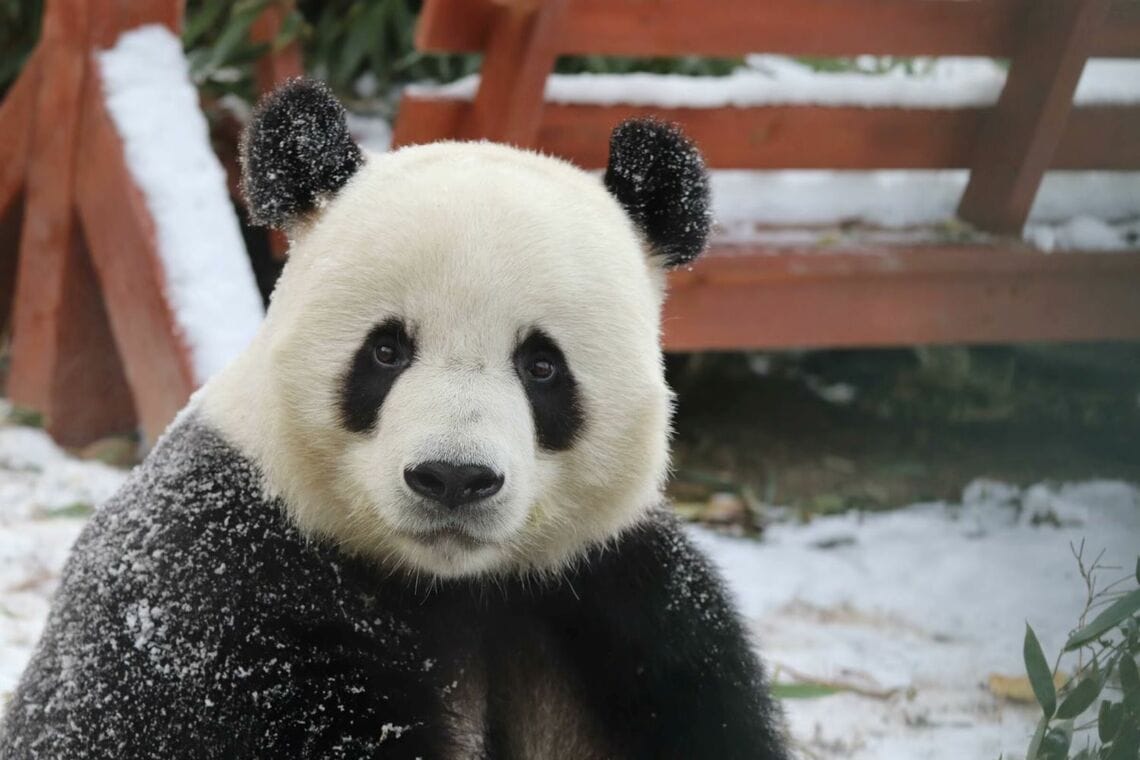 萌大