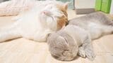 ぴったりと寄り添って眠るぽぽちゃんとぴーと君（写真提供：やすさん）
