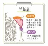 女性のための50歳からの筋トレ入門