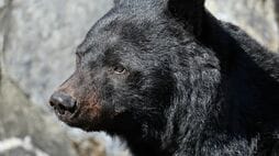 昨年話題になったクマ被害…登山時に知るべき｢正しい恐れ方｣とは？自然破壊が原因ではない《クマ害》増加の背景
