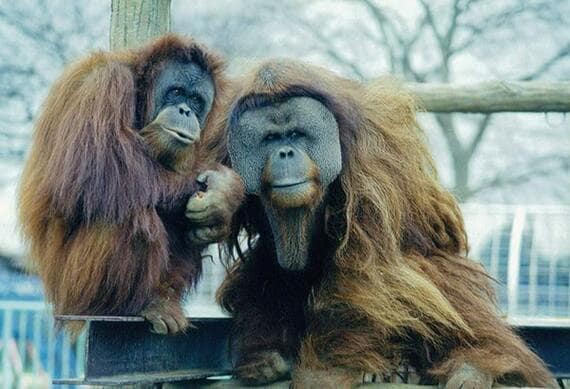 市川市動植物園 スマトラオラウータン
