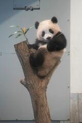 シャンシャン。2018年2月6日撮影（写真：高氏さん提供）