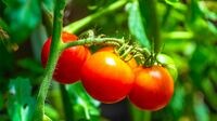 日本の野菜がこんなにも｢甘くなった｣意外な事情 トマトもジャガイモも高糖度になっていないか