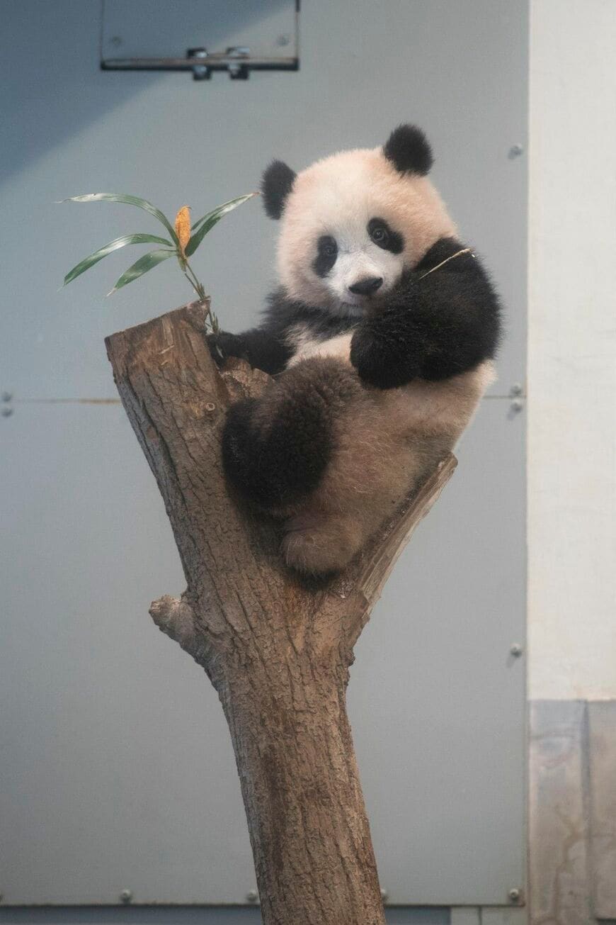 シャンシャン。2018年2月6日撮影（写真：高氏さん提供）