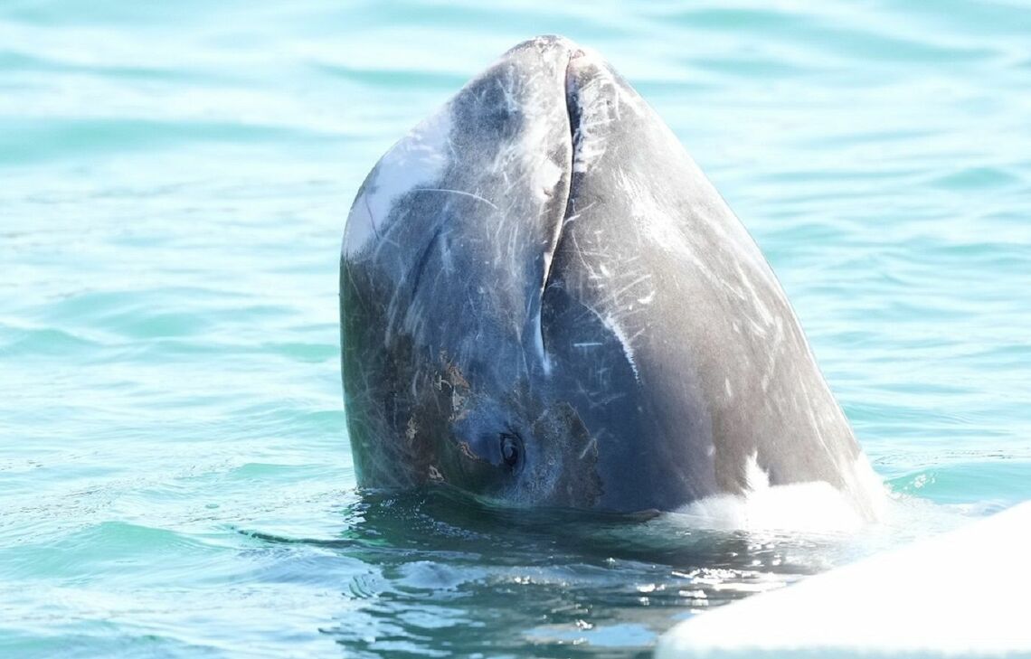 水族館で飼育されているハナゴンドウ（＠Life Investigation Agency/Dolphin Project）