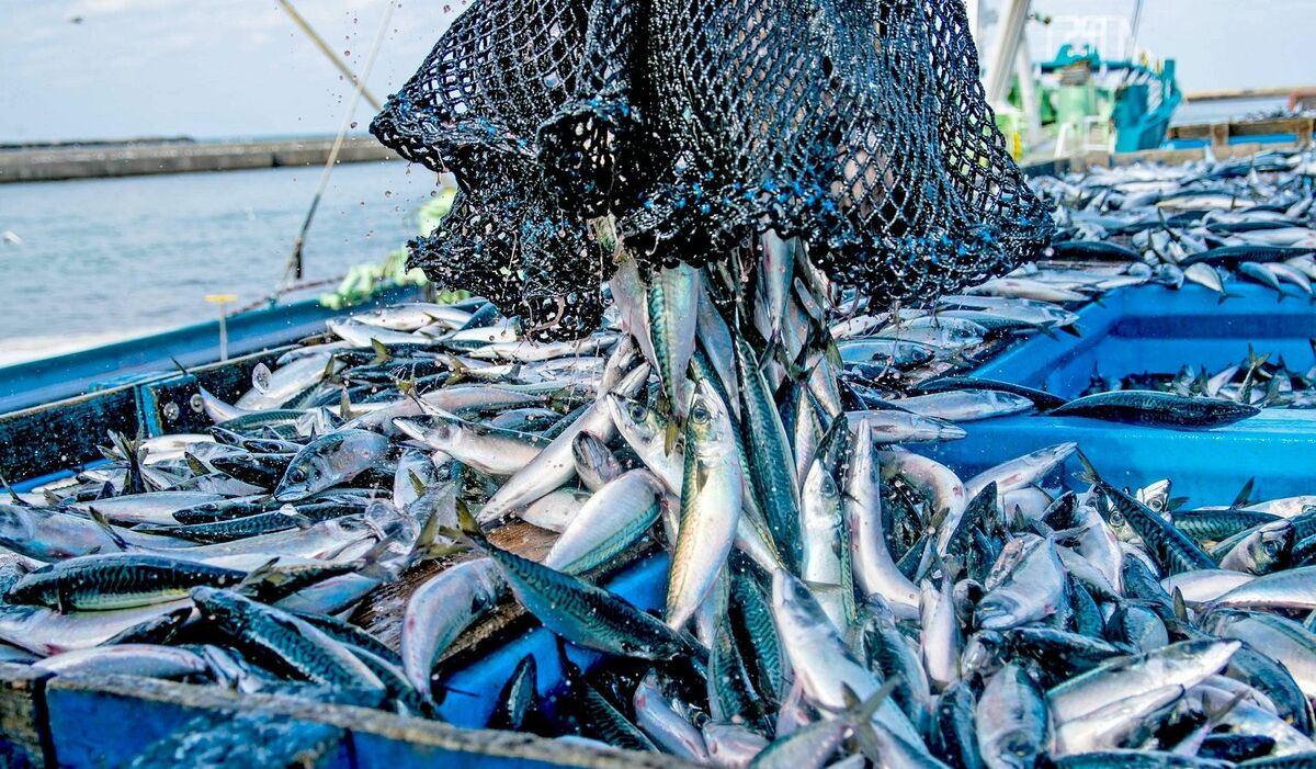 ｢サバ･サケも高騰｣日本人が魚を食べなくなる日 日本の食卓に迫る､買い負けと漁獲量減の深刻 | 食品 | 東洋経済オンライン