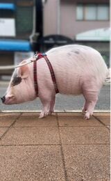 外出するときはハーネスを装着。写真はマイクロブタ用ハーネス（写真提供：しおりさん）