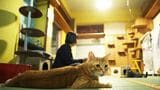 自走型保護猫カフェ、ネコリパブリックは2022年2月22日までに日本の猫殺処分ゼロを達成すべく、活動を続けてきた。写真のお茶の水店のほか直営店を大阪、岐阜で運営。さらにフレンドリーシップ店3店舗、共同運営店1店舗で、約1200匹の猫を保護している（撮影：今井康一）