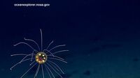 Colorful Jellyfish Wow Ocean Researchers