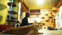｢ふるさと納税で保護猫を救う｣斬新なカラクリ