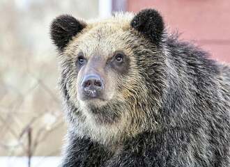 北海道でヒグマに襲われ新聞配達員の男性死亡