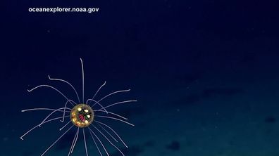 Colorful Jellyfish Wow Ocean Researchers