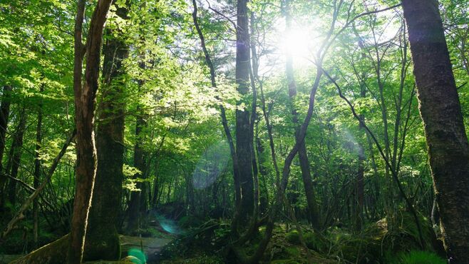 住民税に1000円上乗せ徴収｢森林環境税｣の違和感