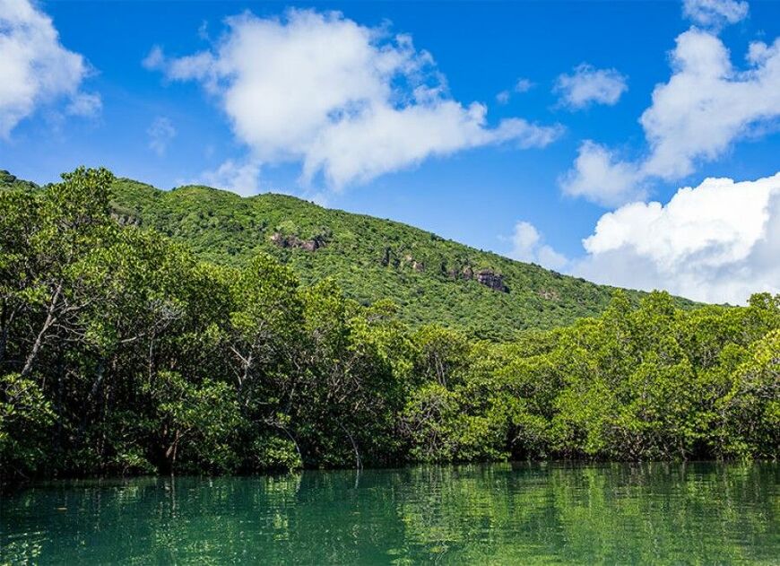 国内最大のマングローブ原生林（写真：OCEANS編集部）
