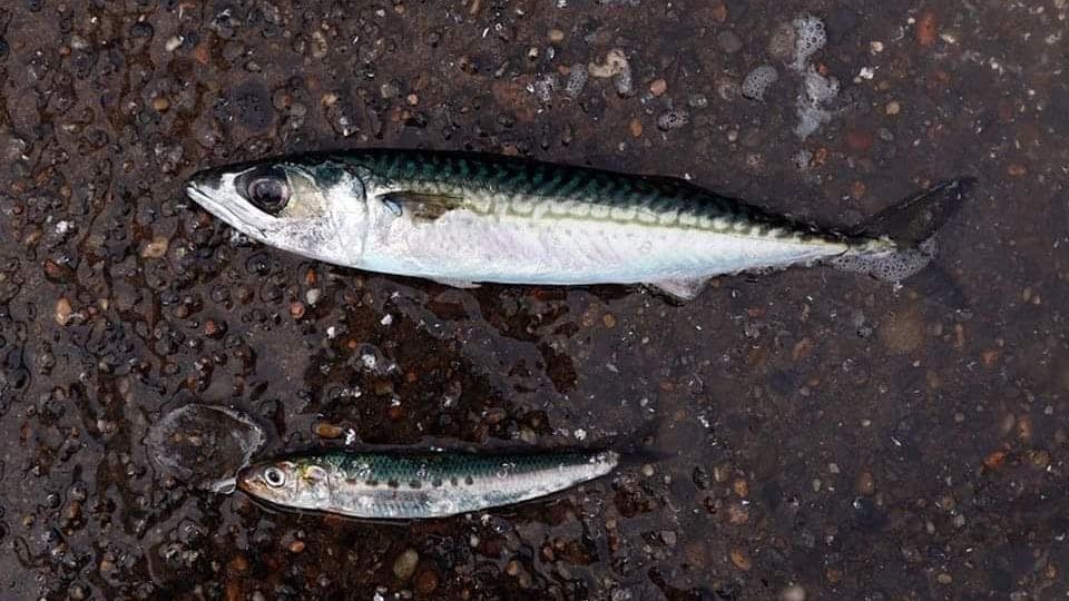 食用に向かない小さなマサバやマイワシが、容赦なく漁獲されている（写真：Aoki Nobuyuki）