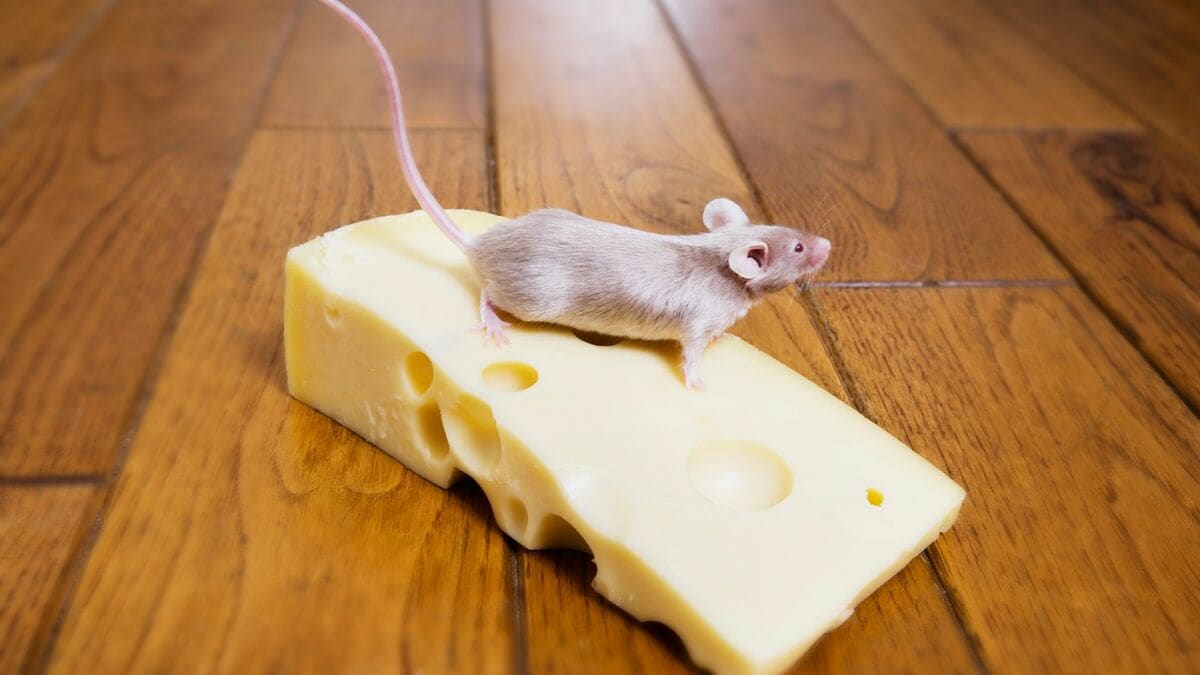 ネズミは チーズが好き は人間の思い込みだ リーダーシップ 教養 資格 スキル 東洋経済オンライン 社会をよくする経済ニュース